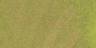 Twinkling H2O Olive Vine image