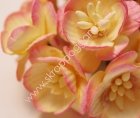 Kirsuberjablóm-Pink Champagne image