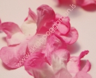 Gardeníublöð-Pink stór image