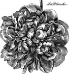 Peonee image