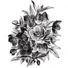 Christmas Rose image