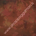 Dogwood image