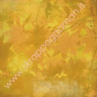 Maize image