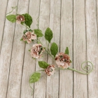 Pixie Vine-Almanac image