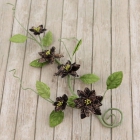 Gracie Vine-Almanac image