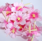 Japönsk kirsuberjablóm - Candyfloss image