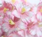 Japönsk kirsuberjablóm - Prinsessa image