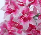Liljur - Candyfloss image
